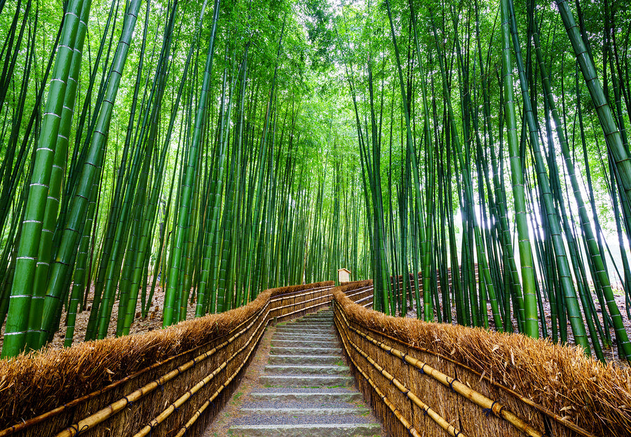 Why Bamboo is a Great Material?